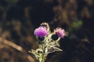 Milk Thistle Clears Skin