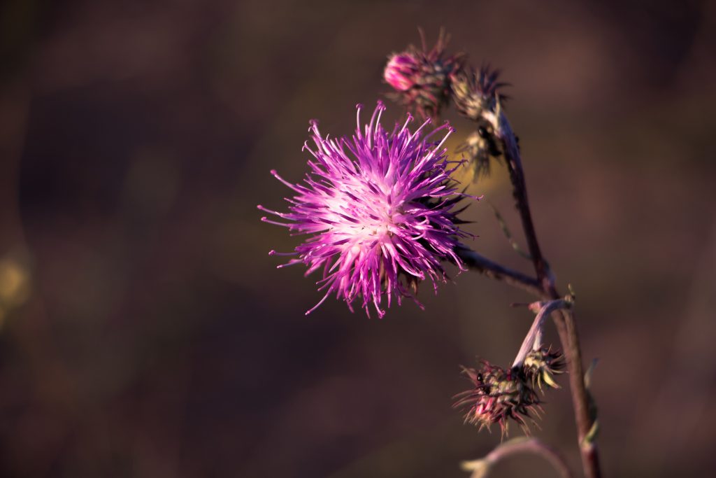 Milk Thistle For Acne