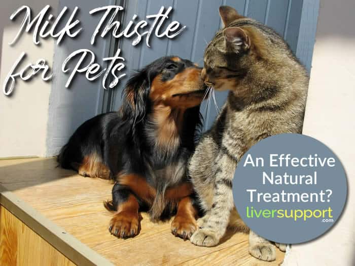 Milk Thistle for Pets: An Effective Natural Treatment?