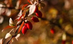 How Does Berberine Benefit Liver Health?