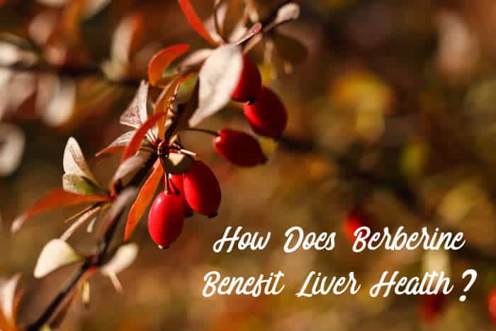 How Does Berberine Benefit Liver Health?