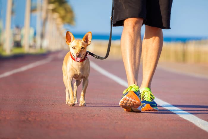 Light physical activity, like walking the dog, is great for liver health and counteracting the effects of sitting too much.